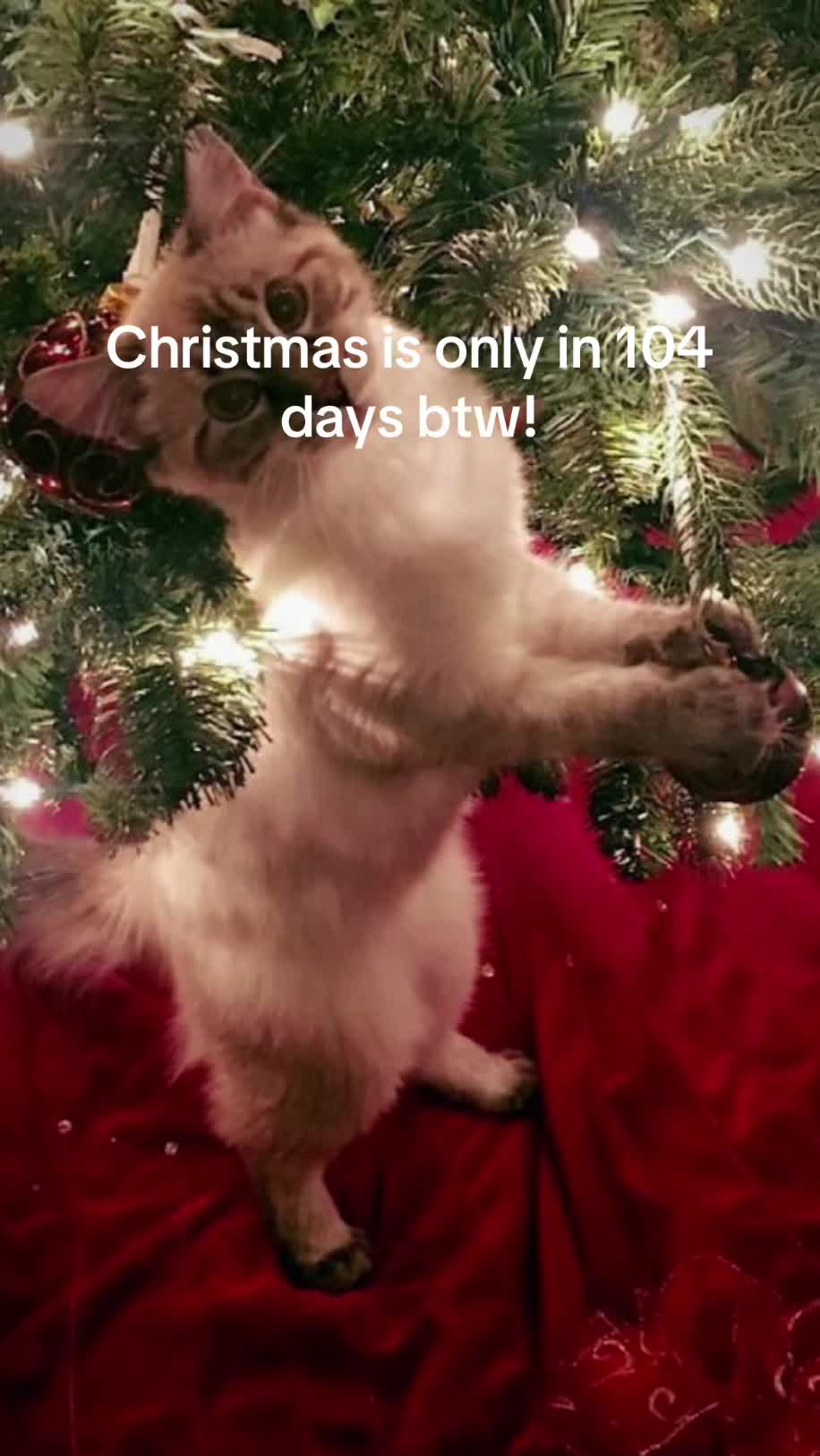 @christmas vibes!