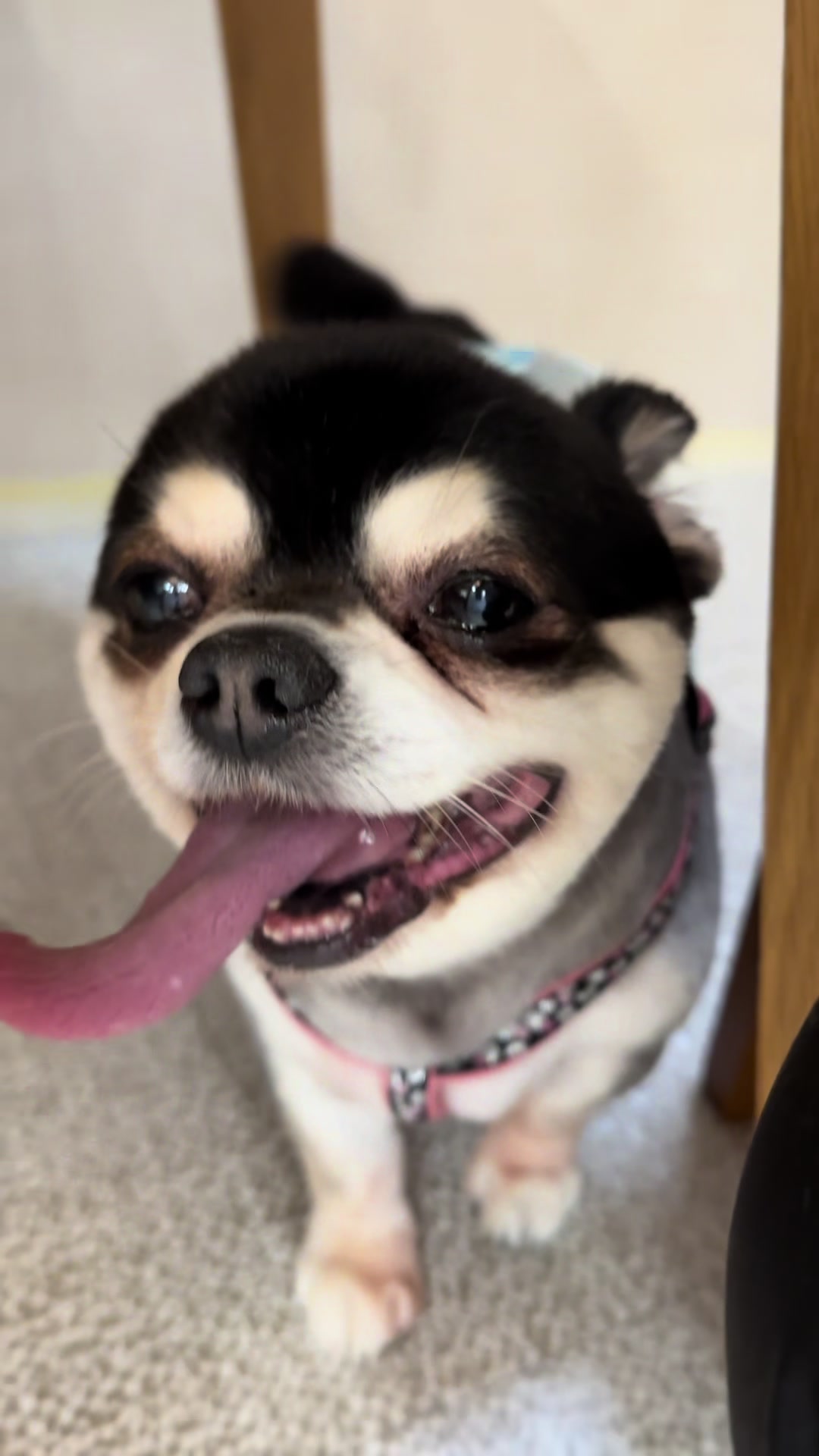 @petsalon_connect