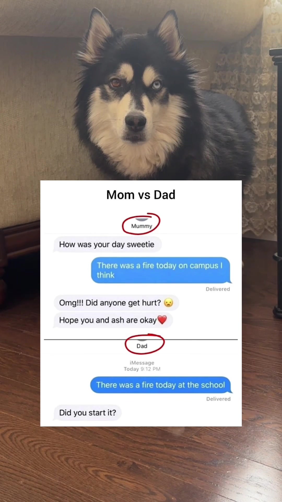 @Zeus the Pomsky🐾