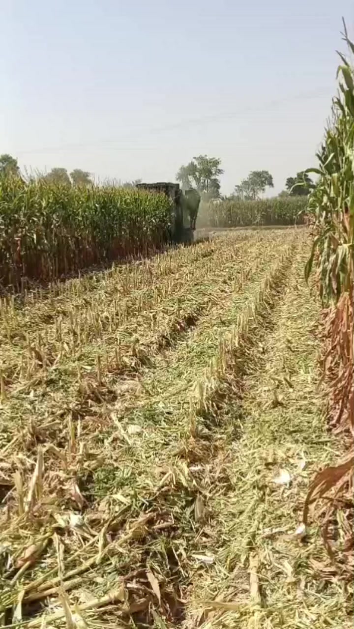 @💚 ذیشان ہنجرا 💚