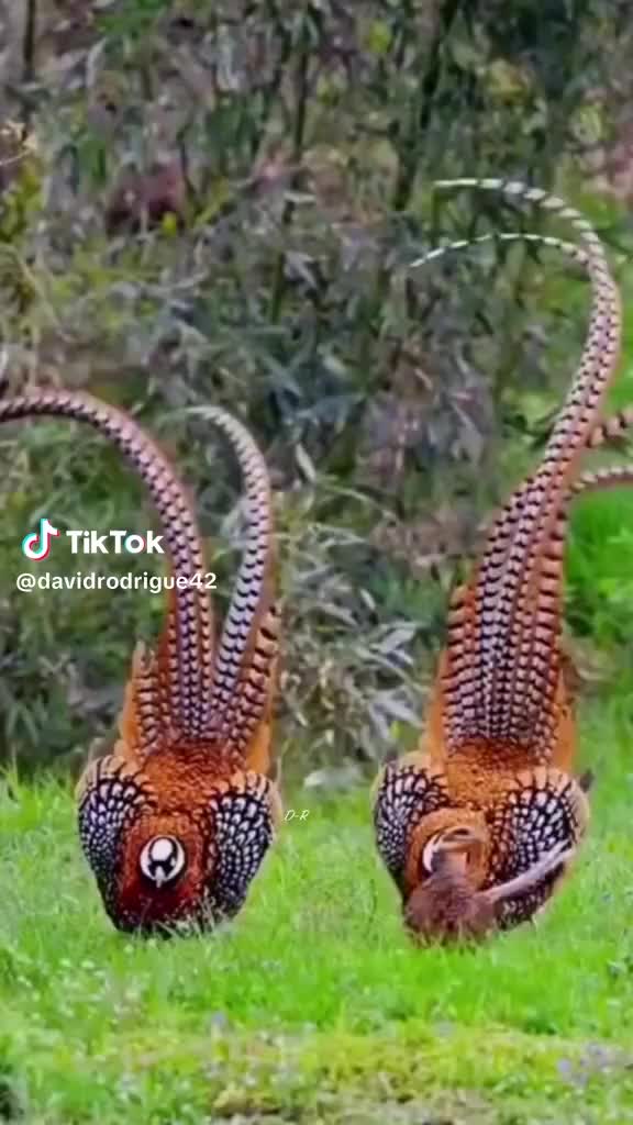 @EROL BOZKURT