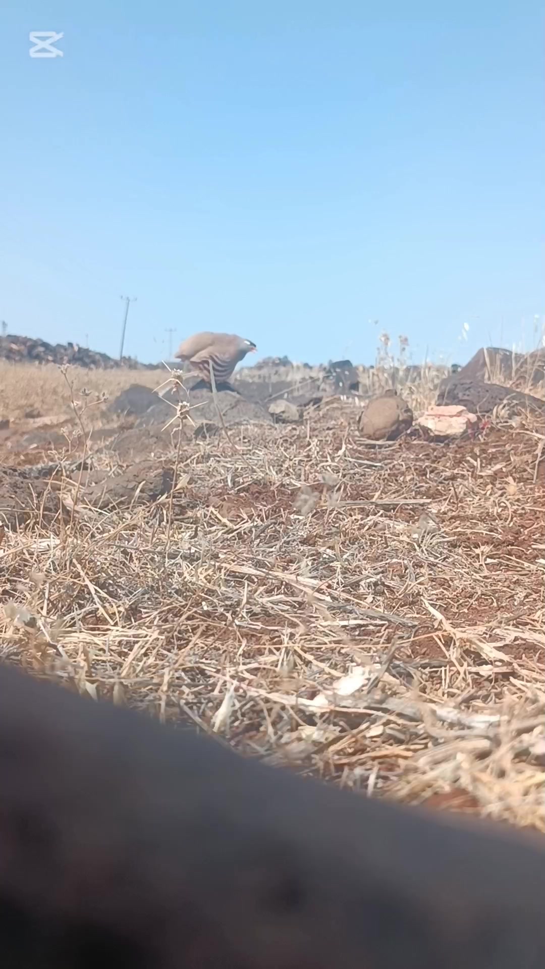 @çılgın çocuk
