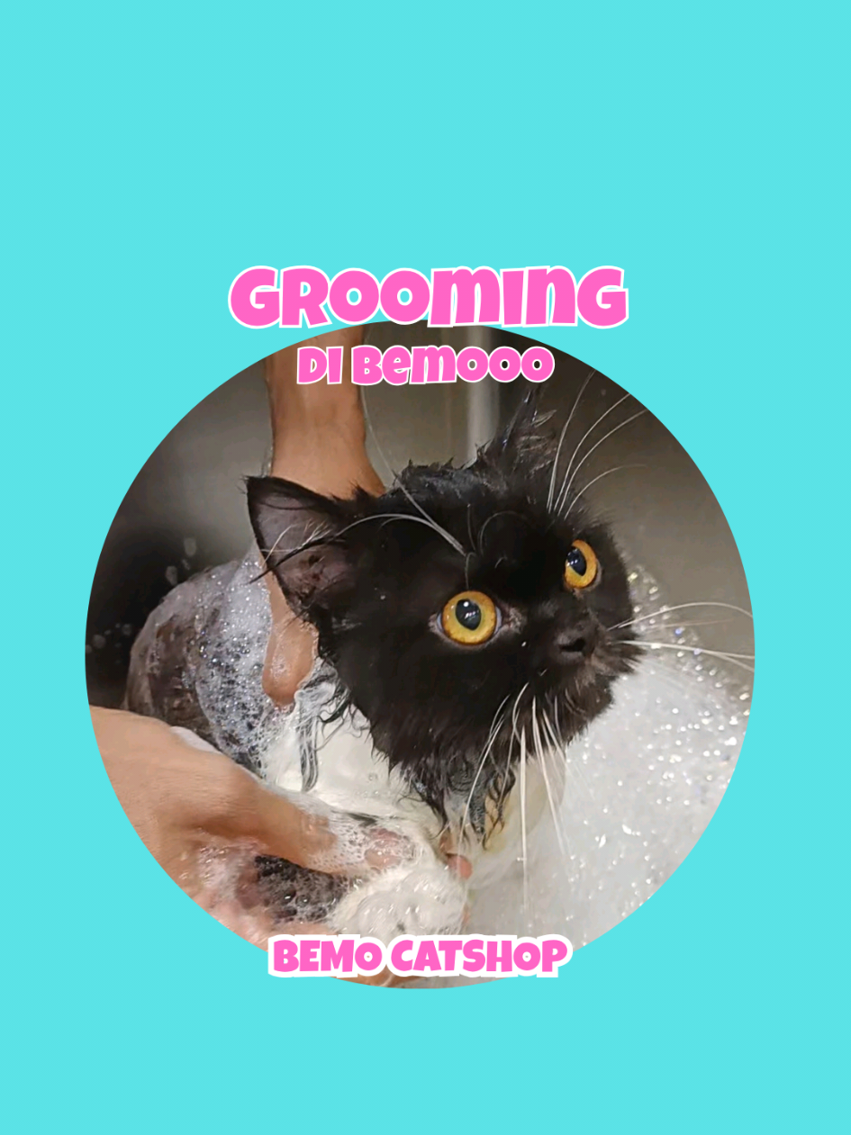 @Bemo Catshop