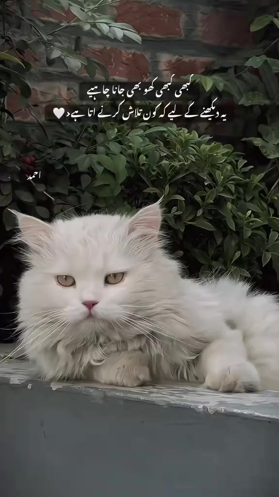 @SYEDA ZAHRA