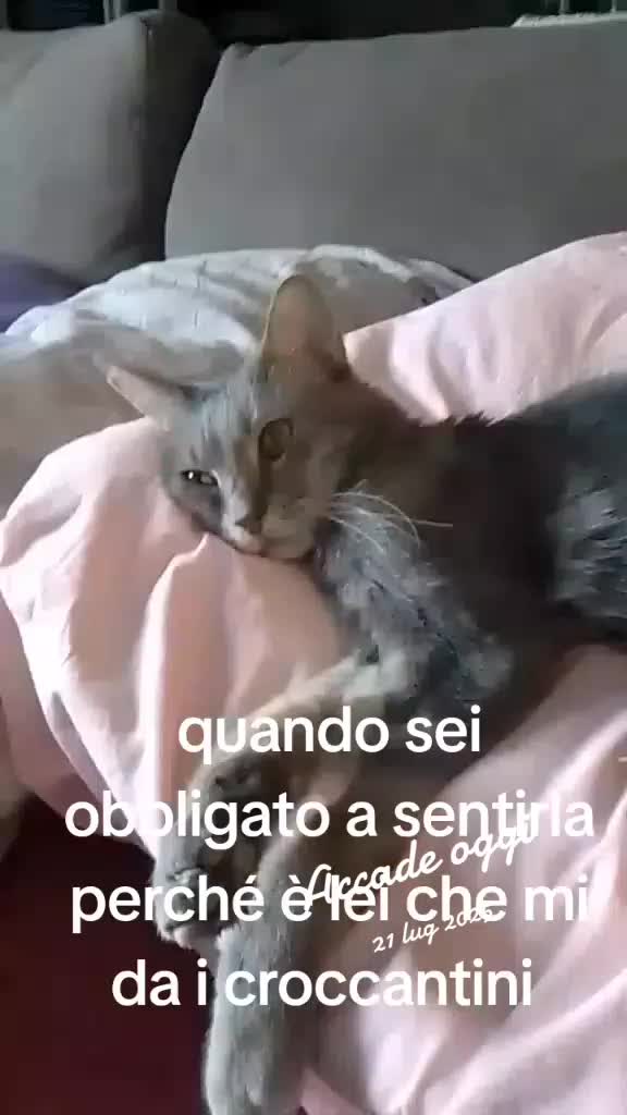 @soniapanetta445 sonietta