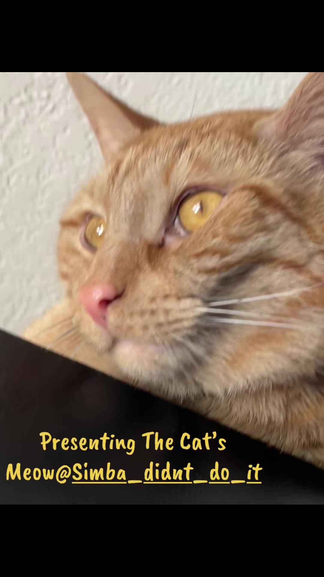 @Simba_didnt_do_it