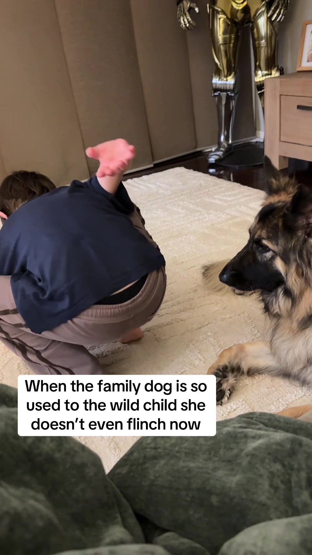 @Indy German Shepherd