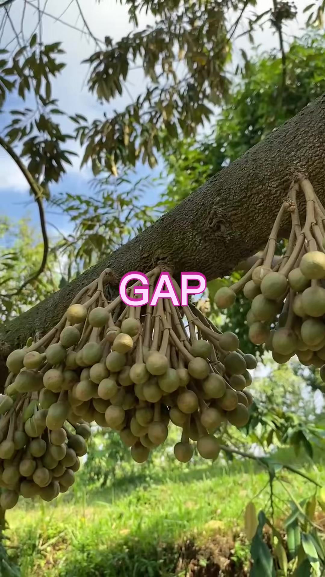 @AA KADU