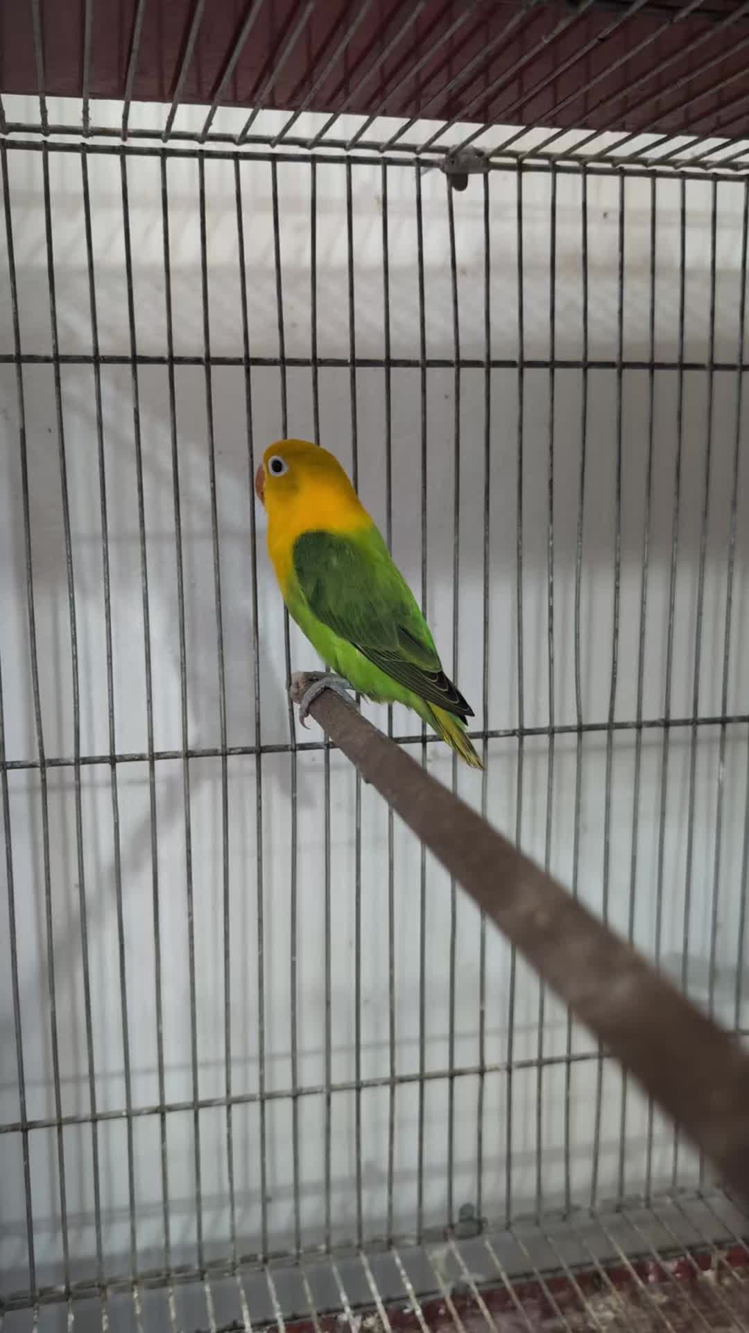 @manhaaviary