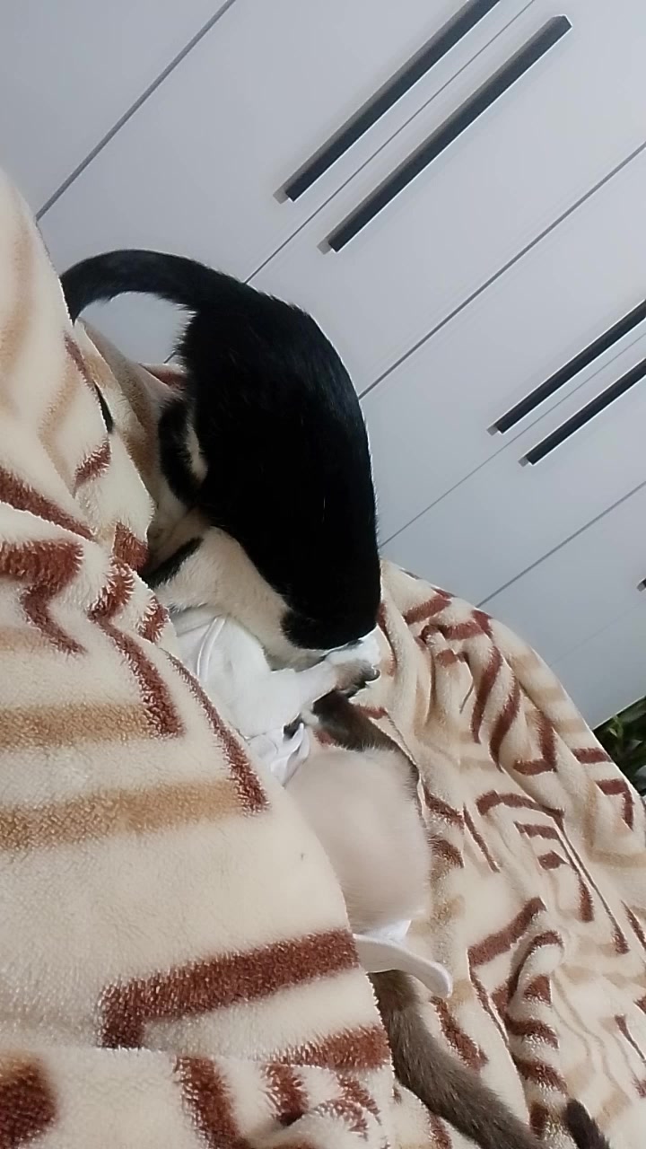 @🐕🐈⬛ SuPets&animais🐈⬛🐕