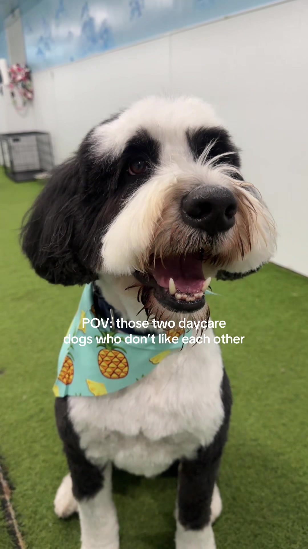@Camp Canine Toronto