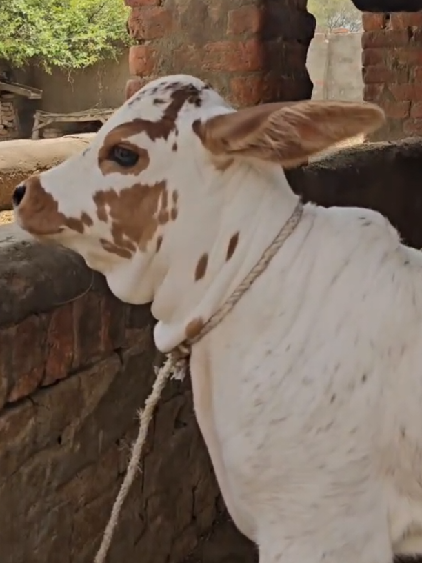 @Waqas Rohi wala