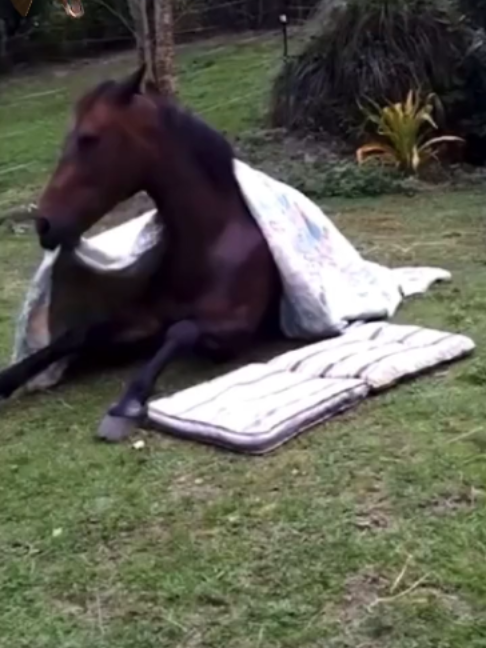 @Horses TikTok