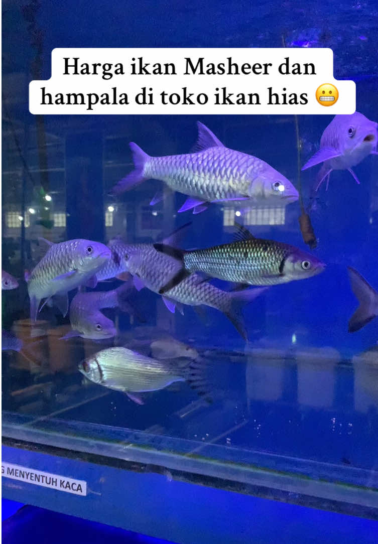 @Bang Fajri 🎣