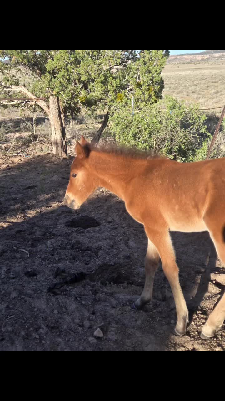 @TManycows