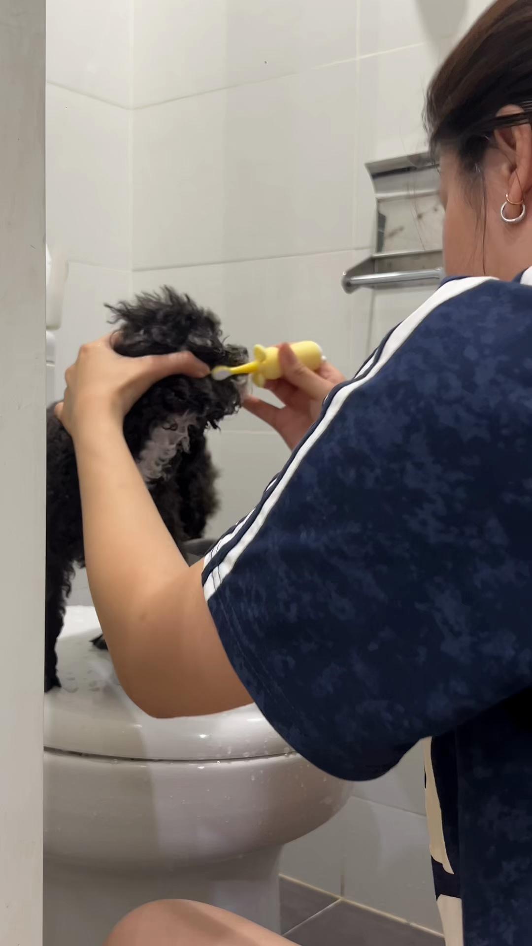 @chippi the poochon