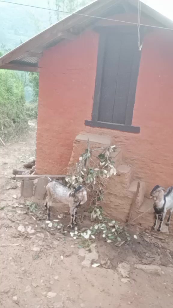 @kumar thapa