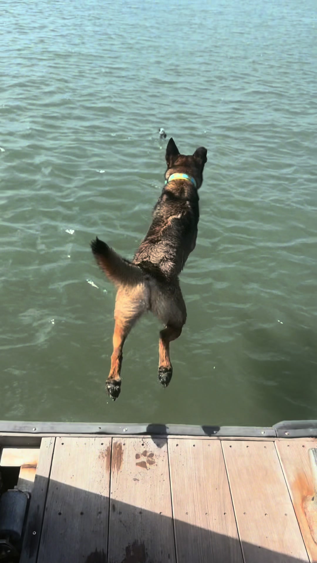 @K9.corporal