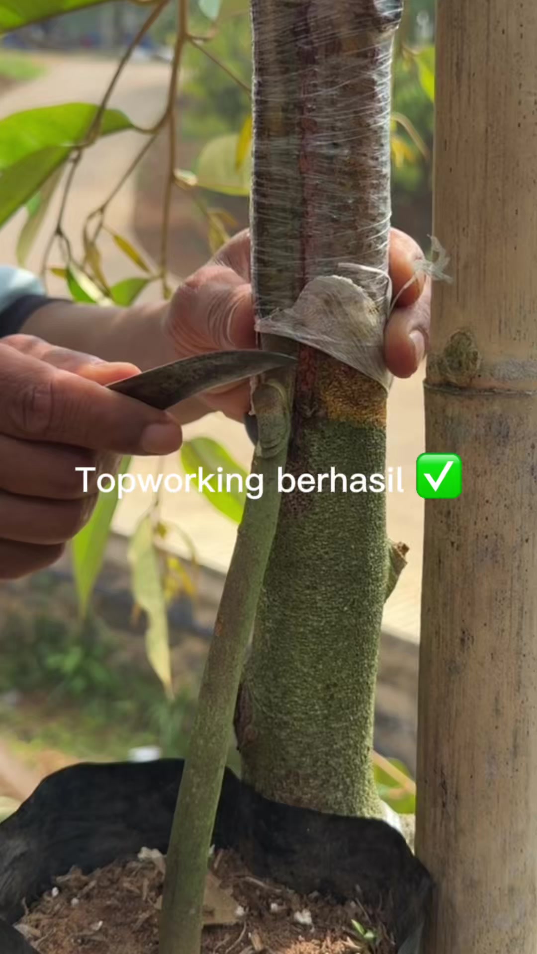 @AA KADU