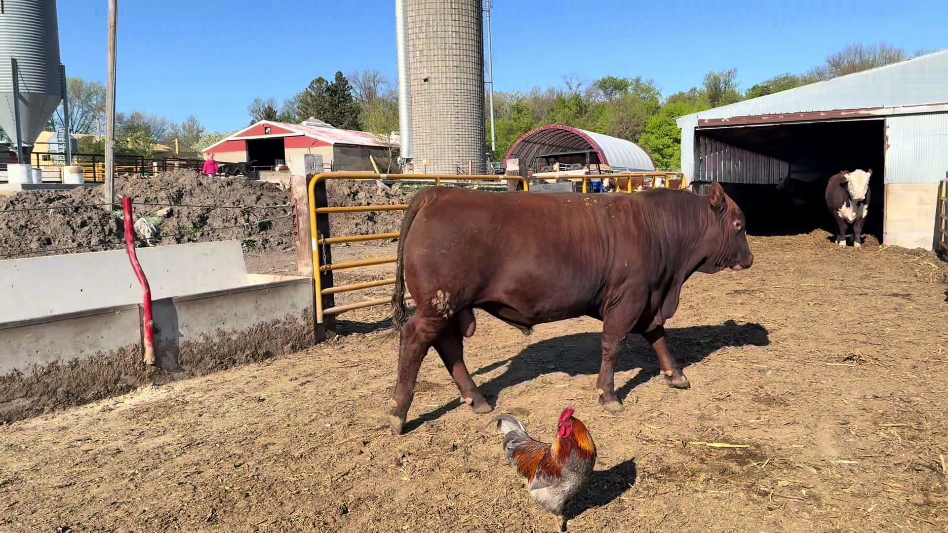 @Circle E Ranch Red Angus MN