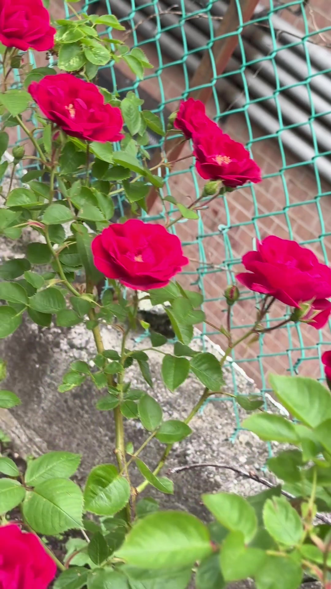 @সুলতানা