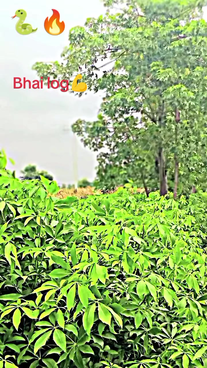 @Mantel Sheikh 😇