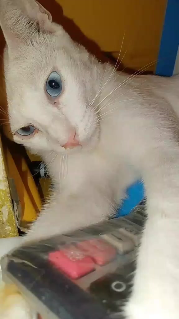 @sny meow🐈