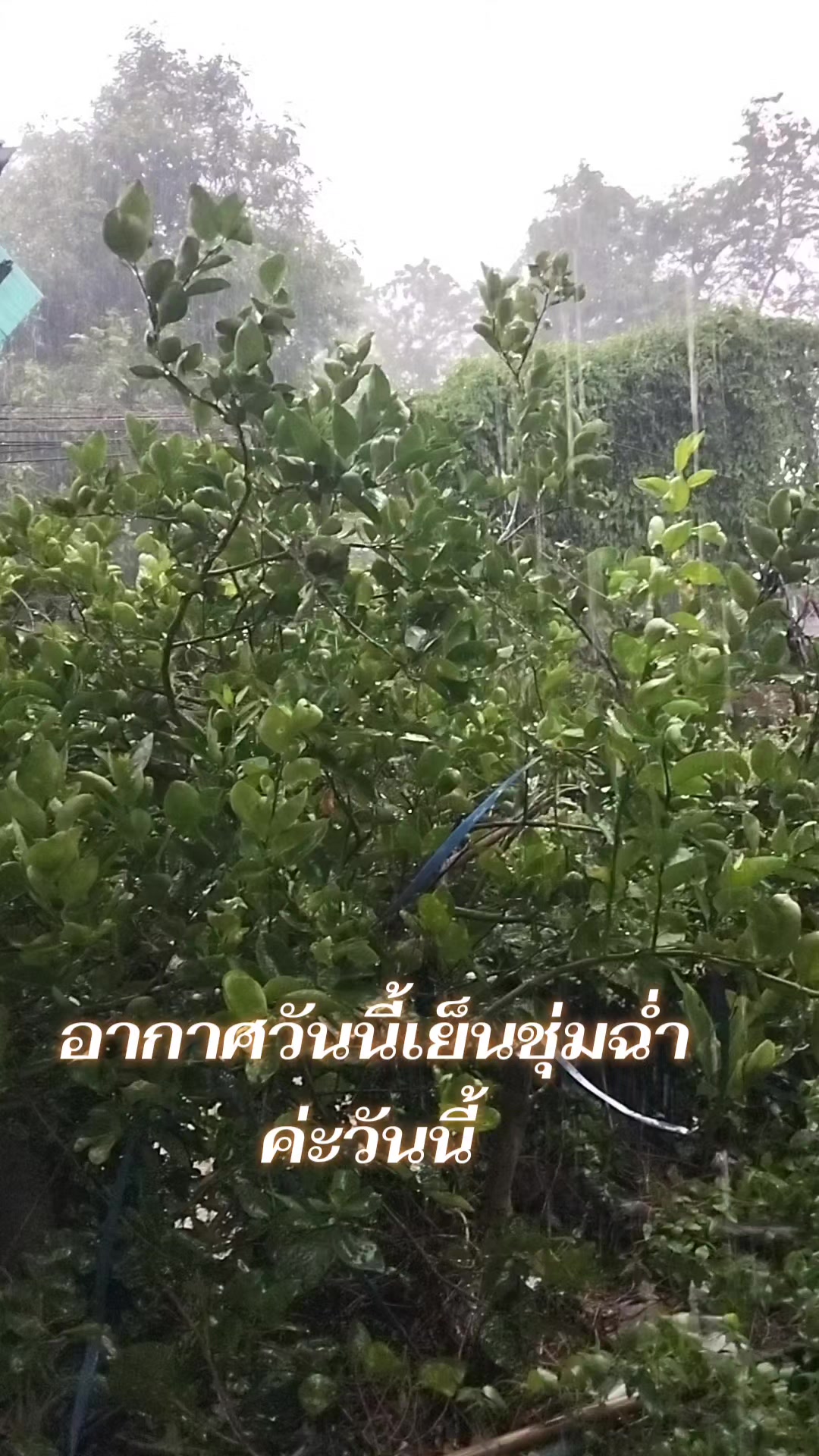 @ลำพึง เอี่ยมสุดใจ