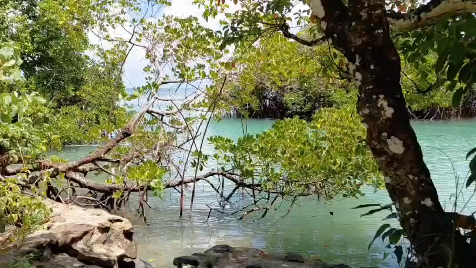 @Barracuda