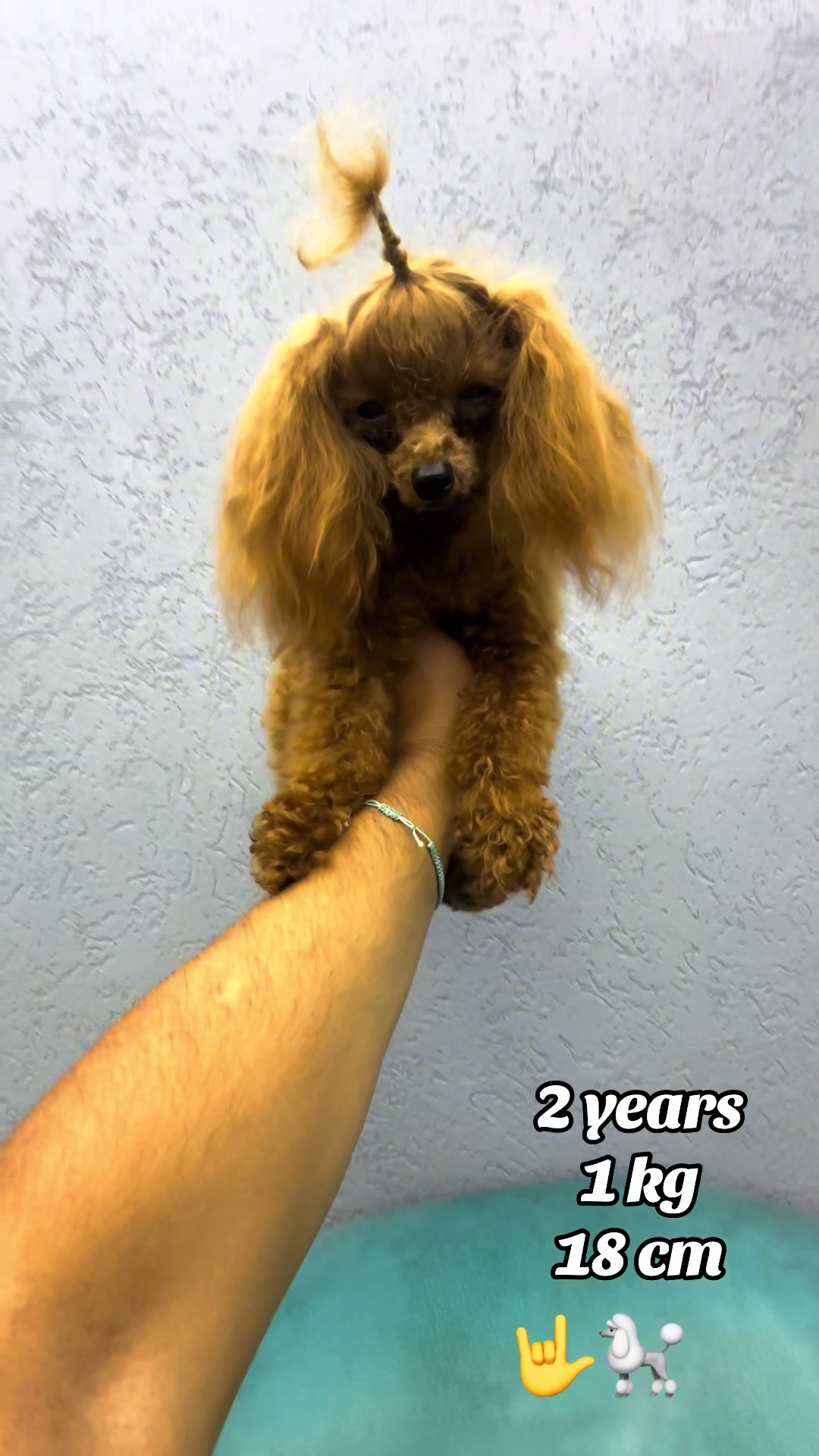 @RED_POODLE_KING