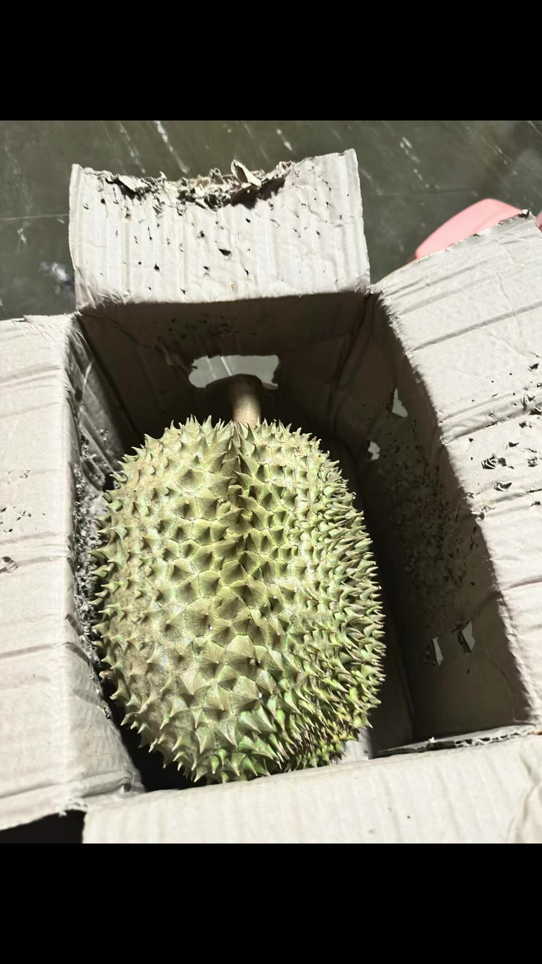 @ปีเถาะ(กระต่าย)🐇
