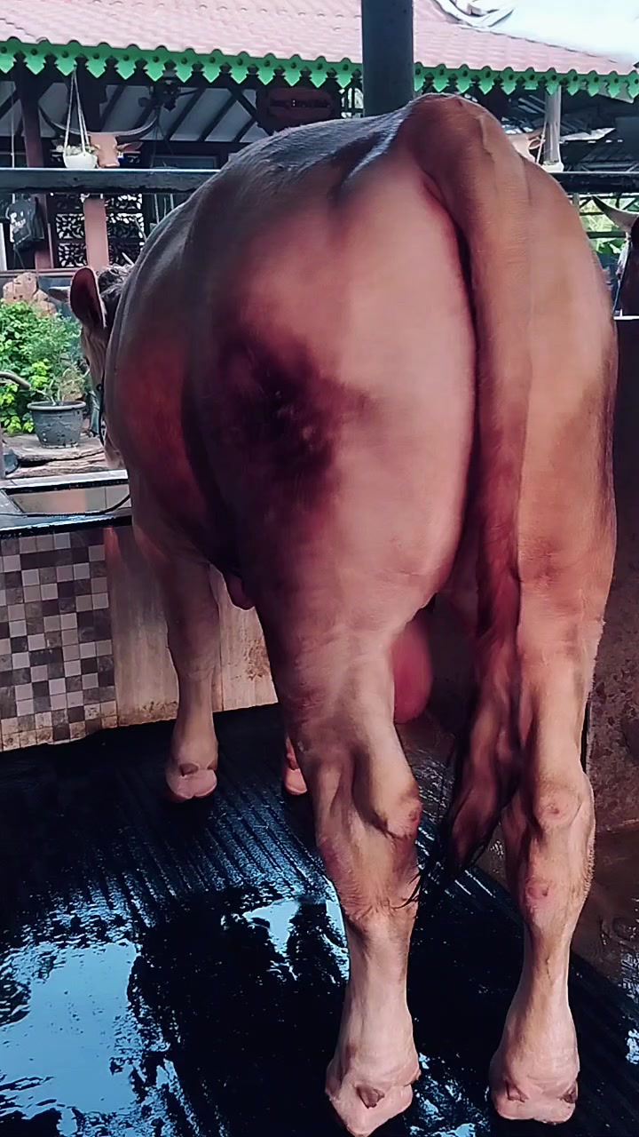 @PUTRA SADAM🐄🐂