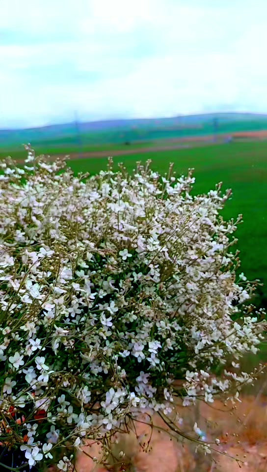 @K&ouml;ksal Zeliha