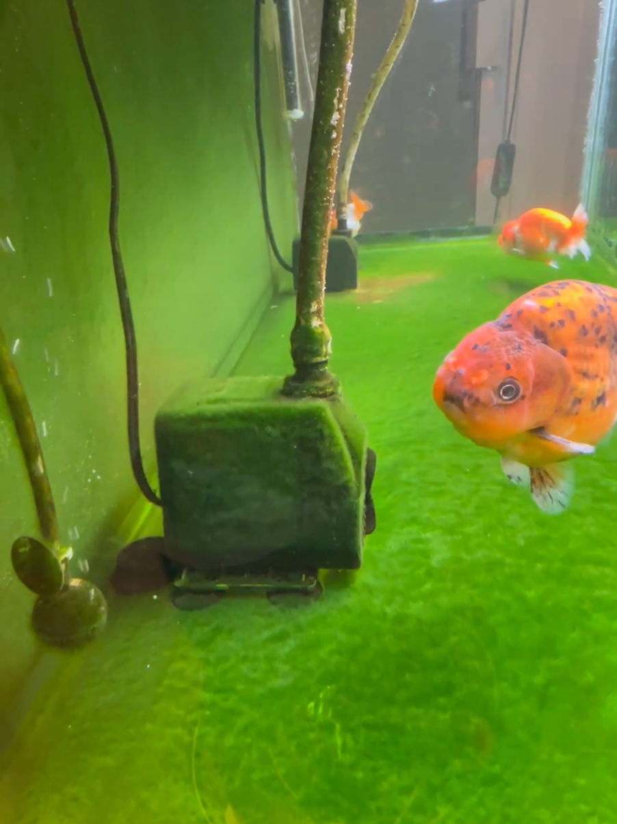 @🍓 Angelo 🐡