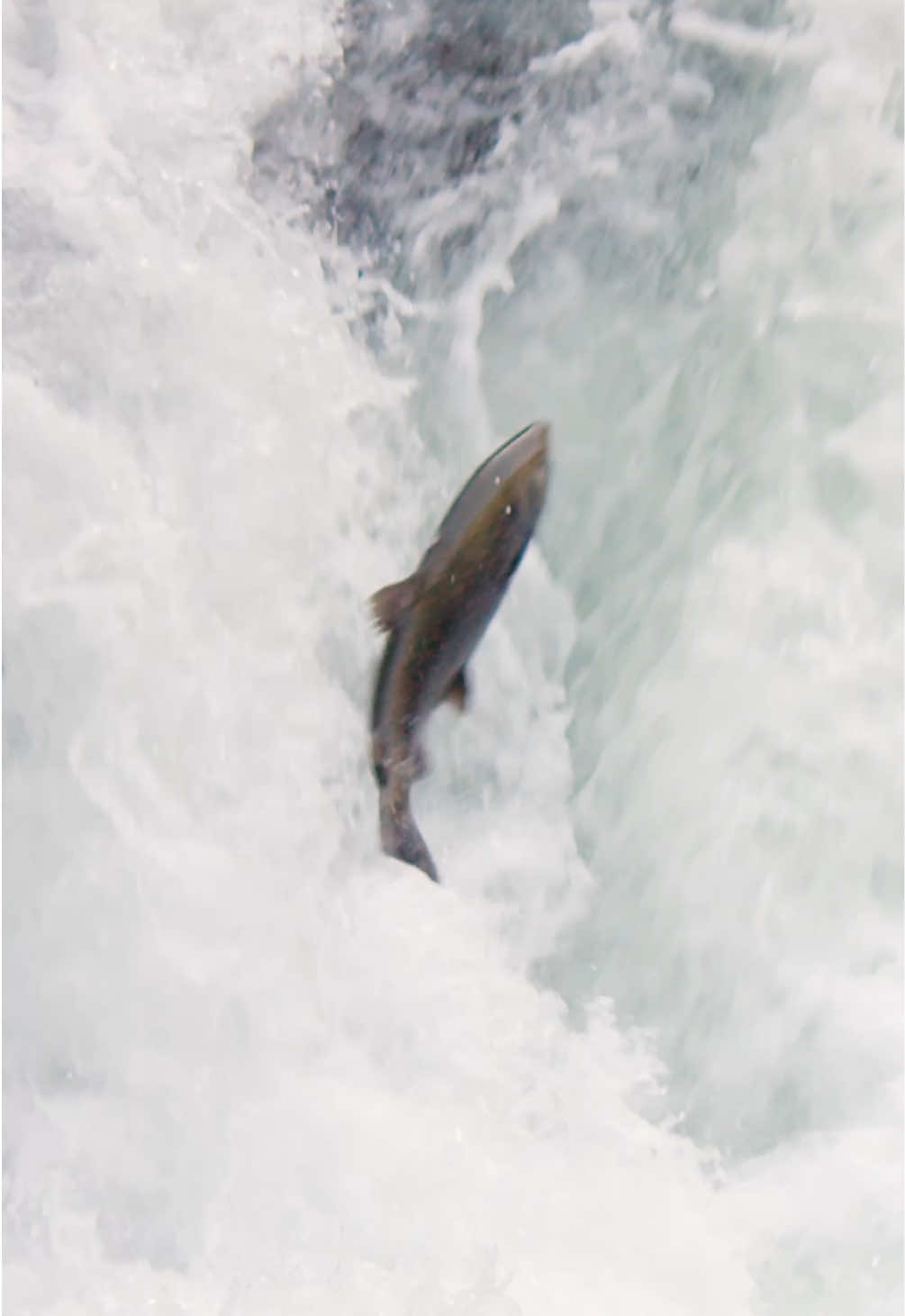 @Kai Meyer | Wildlife Filmmaker
