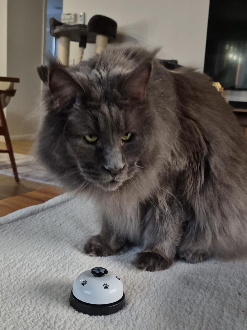@Ragnar the Maine Coon 🐈