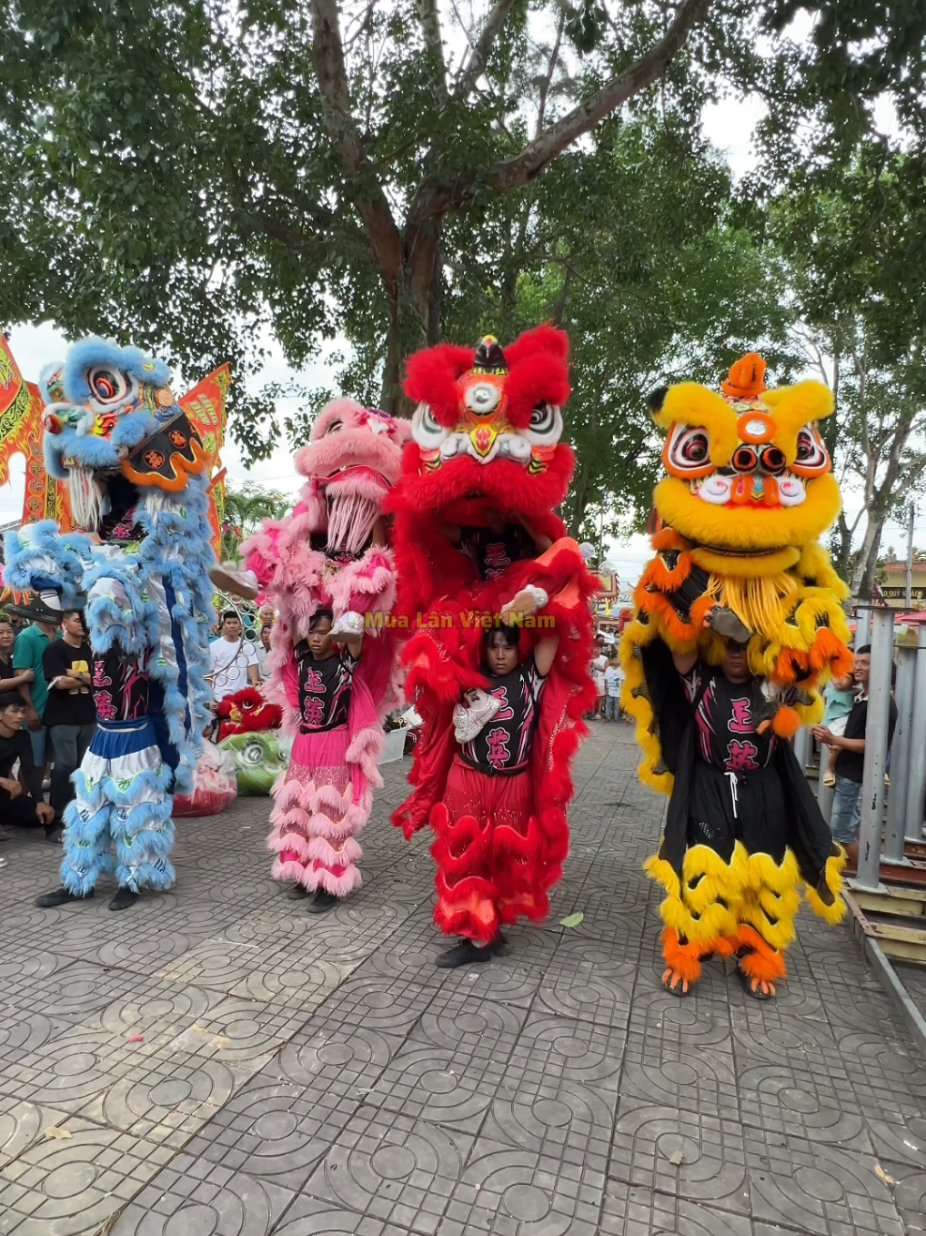@Múa Lân Việt Nam 🇻🇳