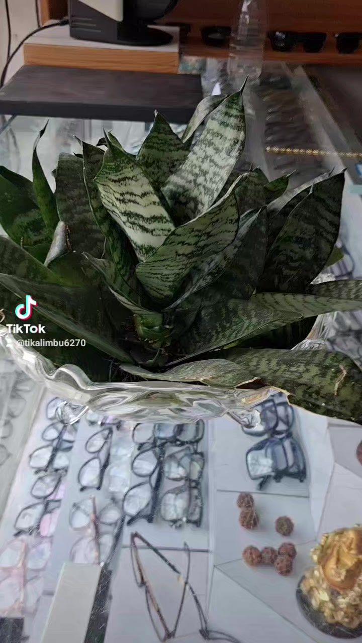 @टीका लिम्बू