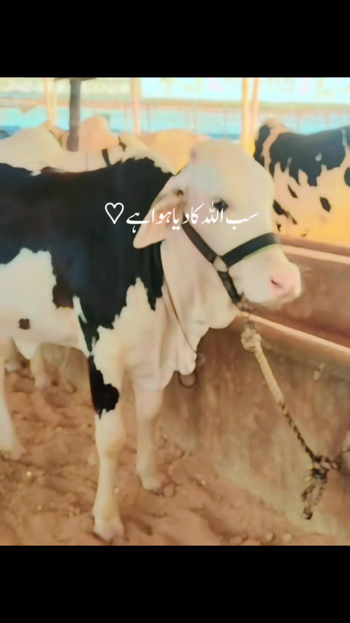 @MAJESTIC CATTLE & GOAT FARM