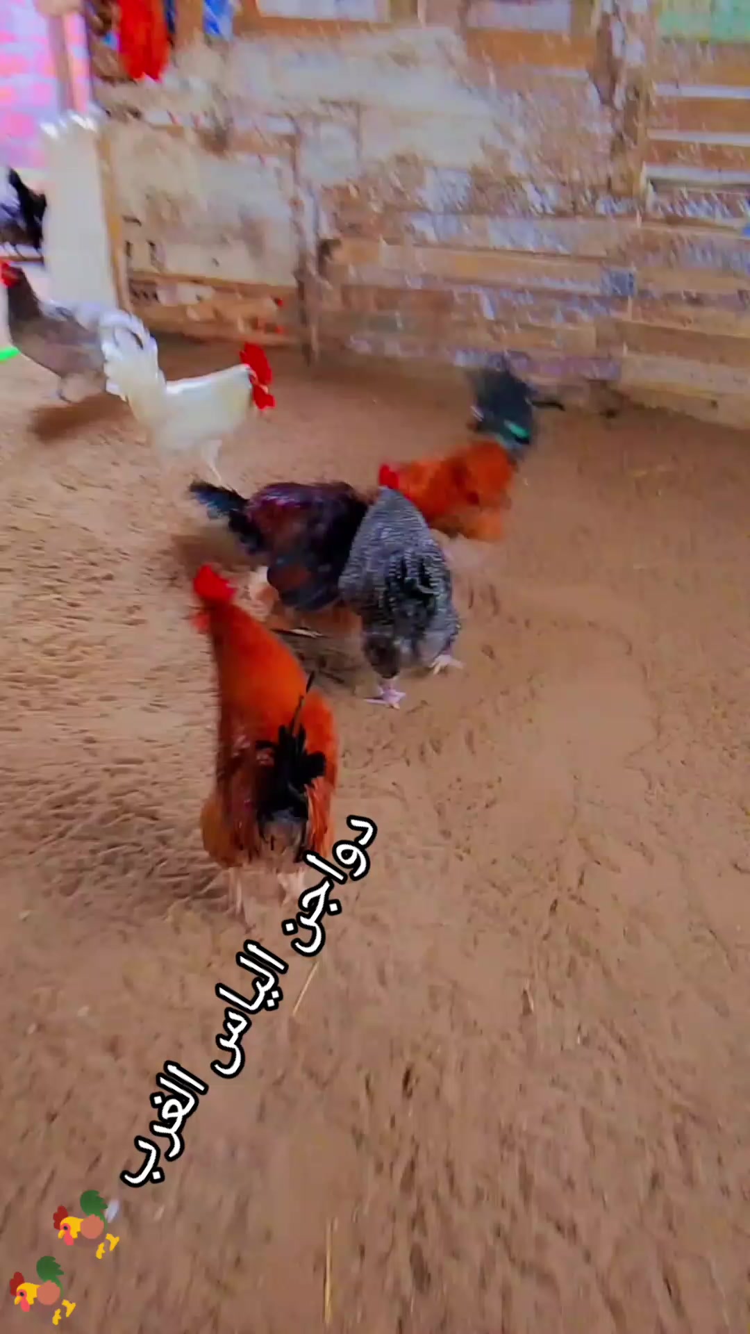 @دواجن الياس🐔🐔🐔