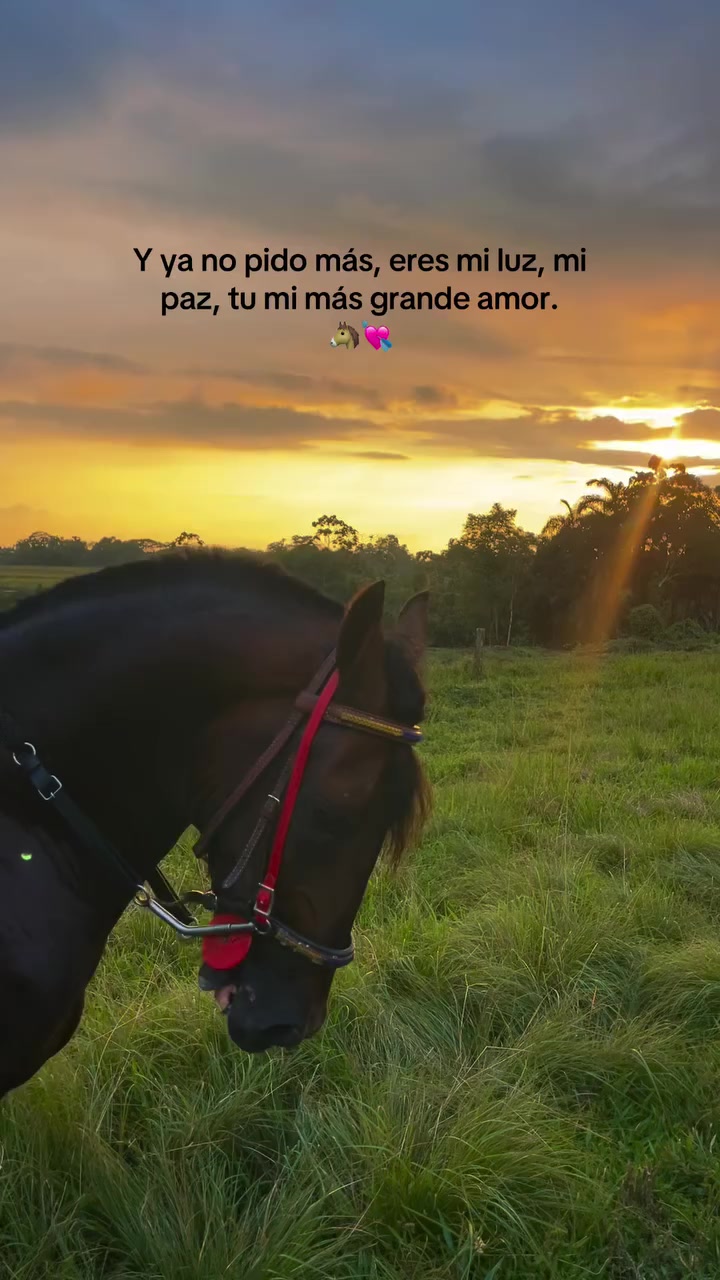 @《SOY》TORRES》22