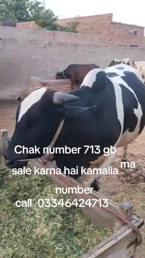 @waleedchaudhry