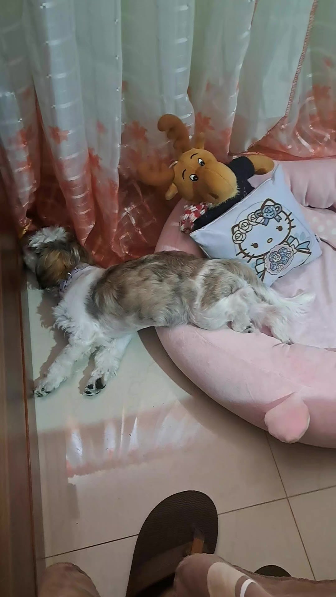 @Harry y Mila Life 🐶🐾