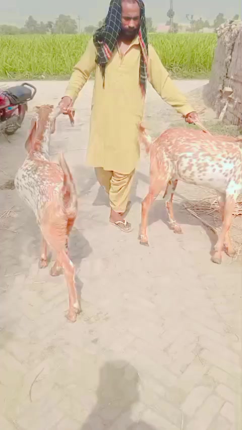 @AD shujrah 💕
