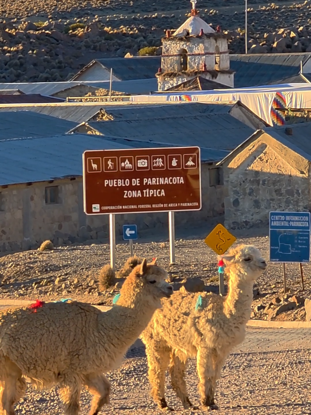 @Arica es Bacán