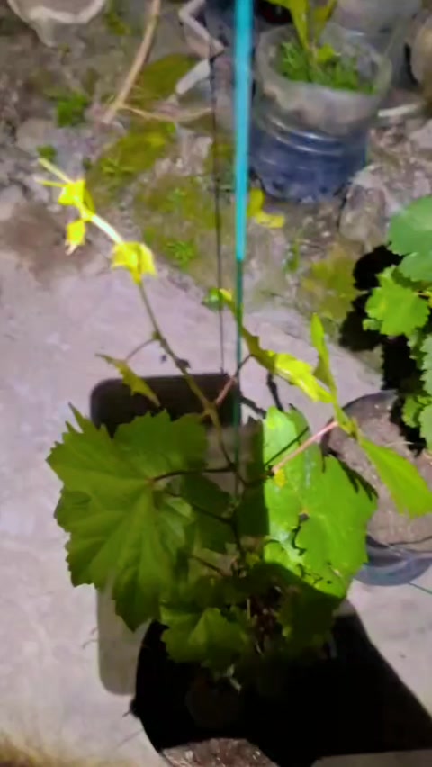 @Nauranursery