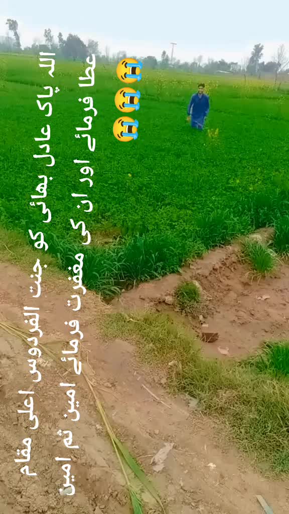 @Amir Meo