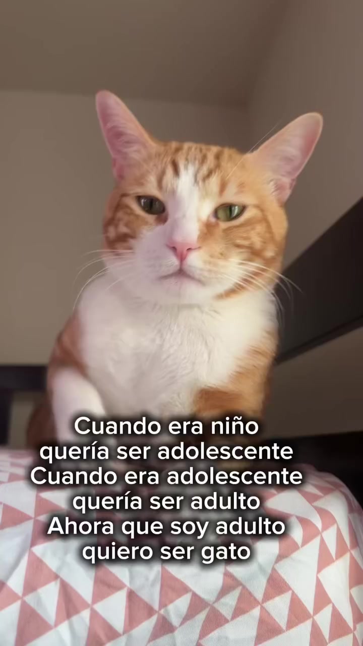 @👑🔥🦁 Chio Castro 🦁