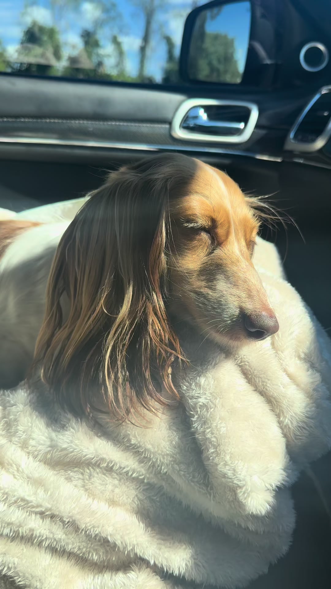 @Dachshund Dynasty