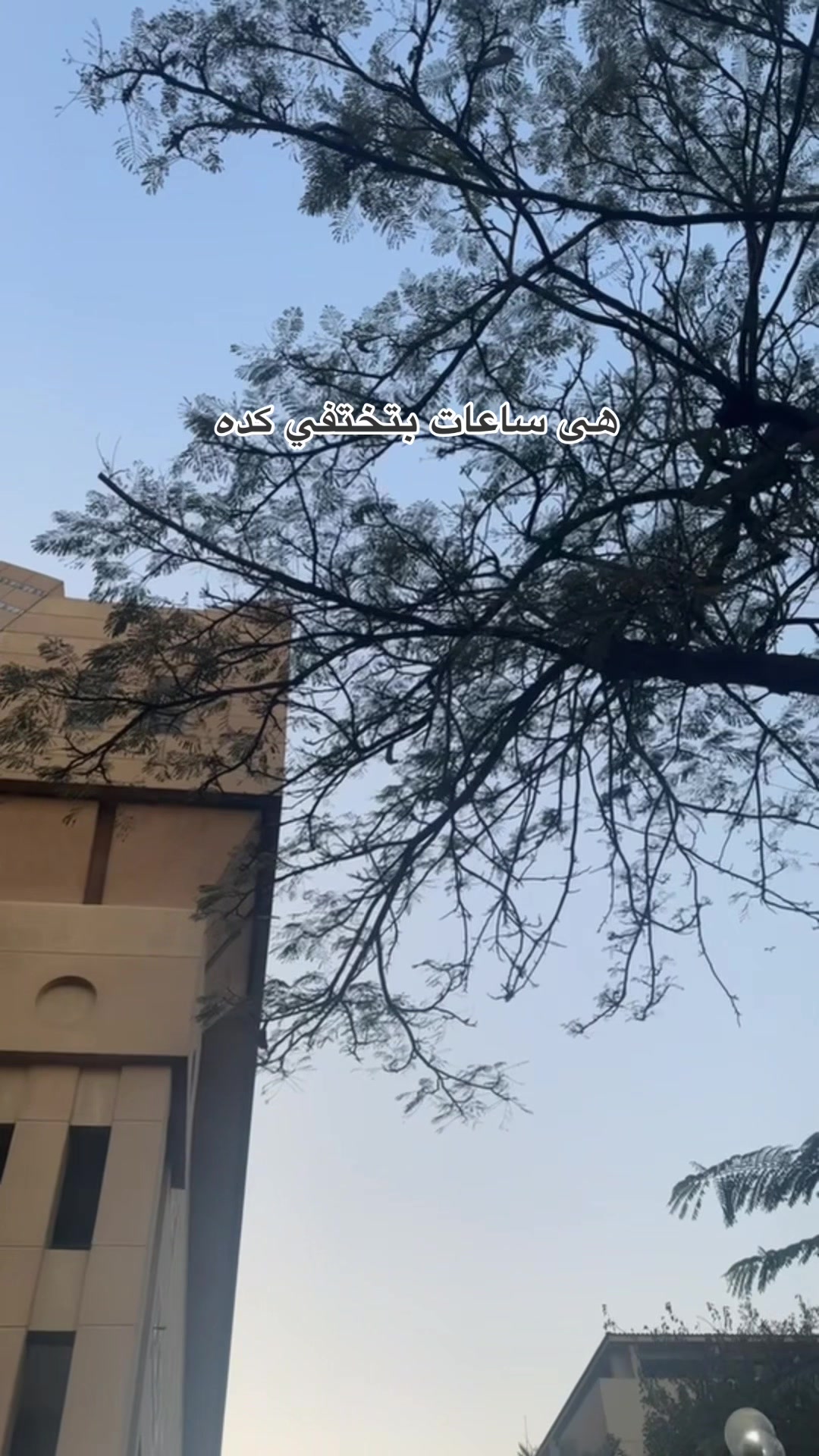 @Shahdodaa